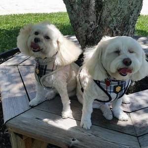 Meet your Posher, Patty